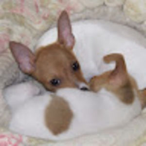 Meet your Posher, Melody